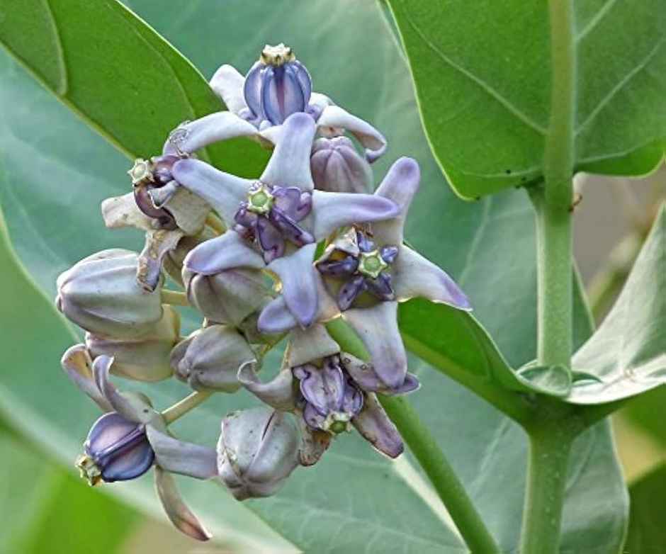 Erukkam Poo