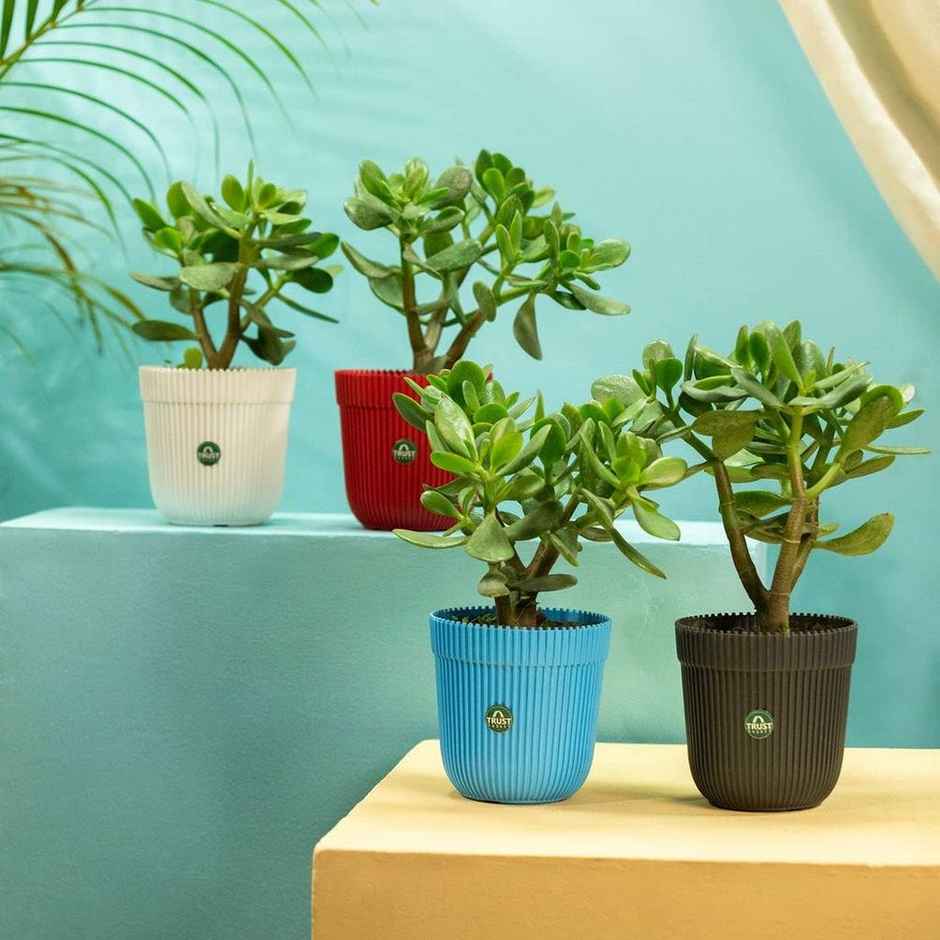 Cylindrical Plastic Plant Pot | 12.5 x 12 x 13 cm | Multicolour