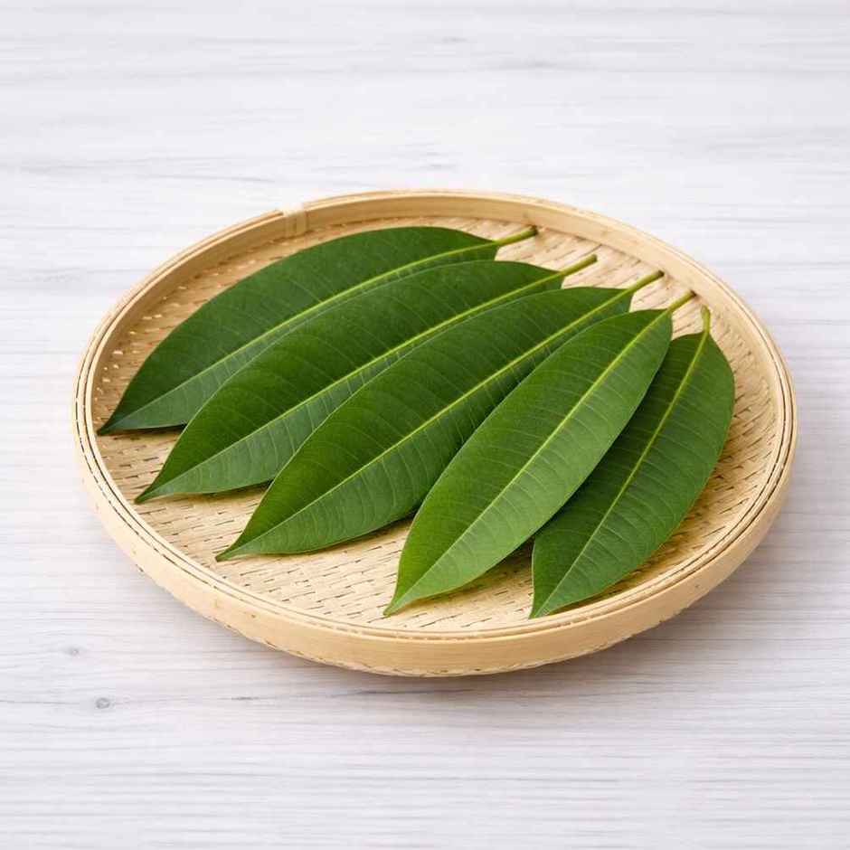 Mango Leaves