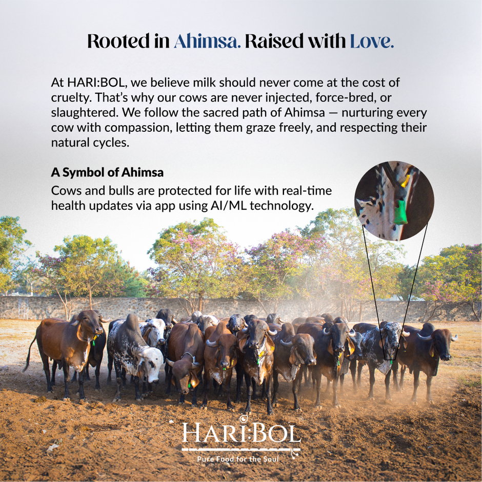 Haribol A2 Desi Gir Cow Ghee