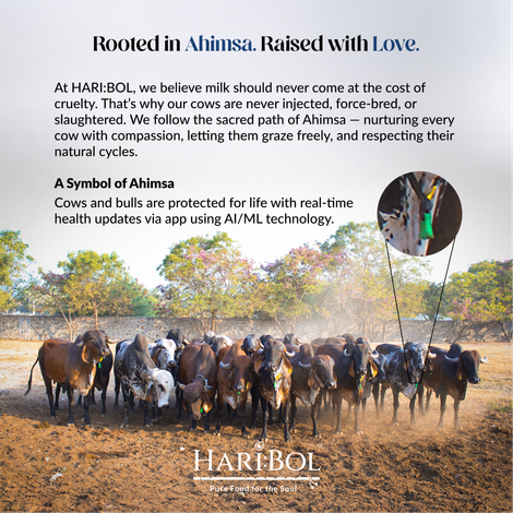 Haribol A2 Desi Gir Cow Ghee