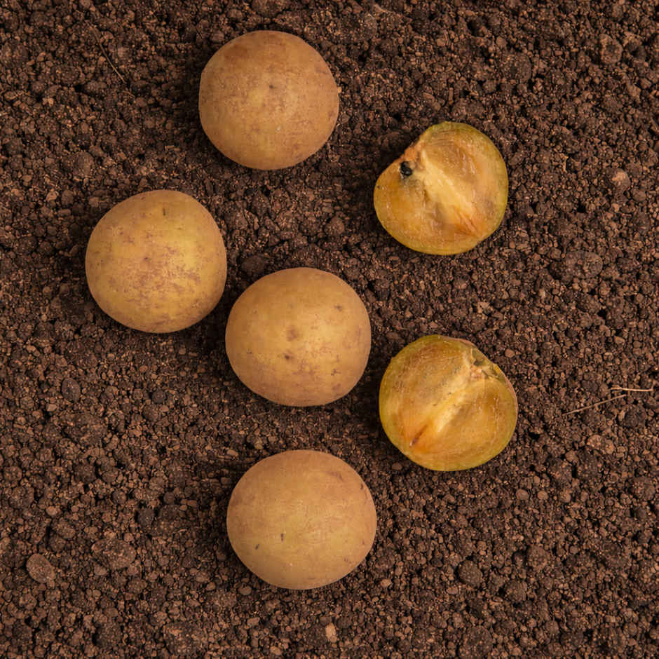 Organically Grown Sapota