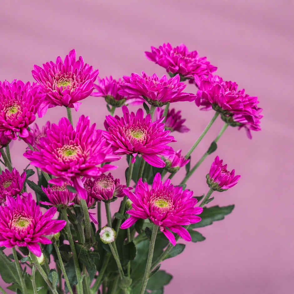 FlowerAura DIY Purple Daisy Twin Stems