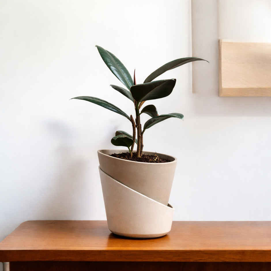Bloom Rubber Plant