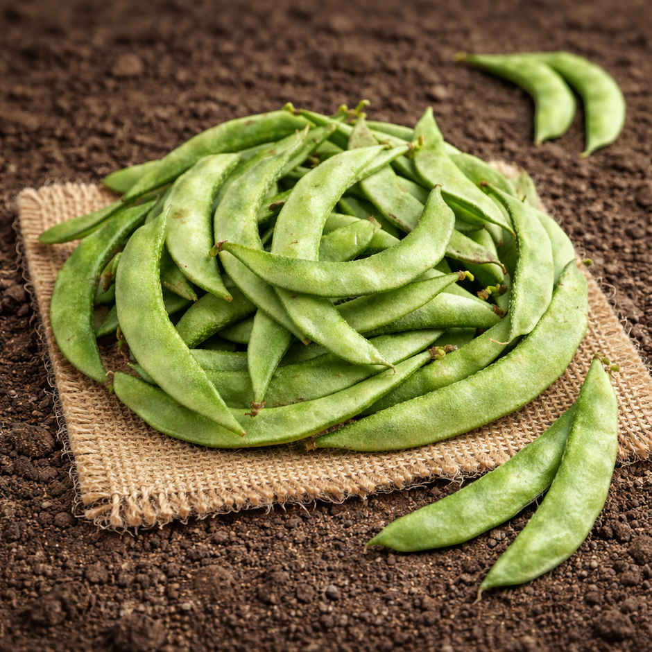 Organically Grown Beans Broad