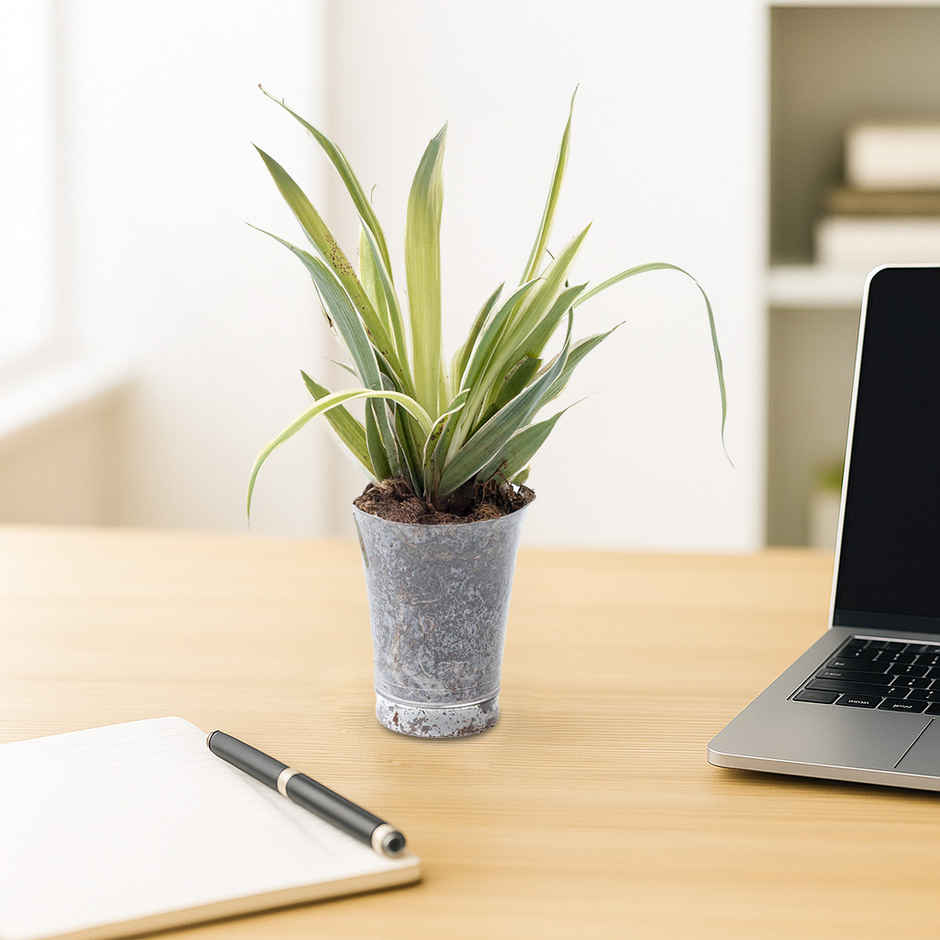 Bloom Baby Spider Plant in Plastic Shot-glass