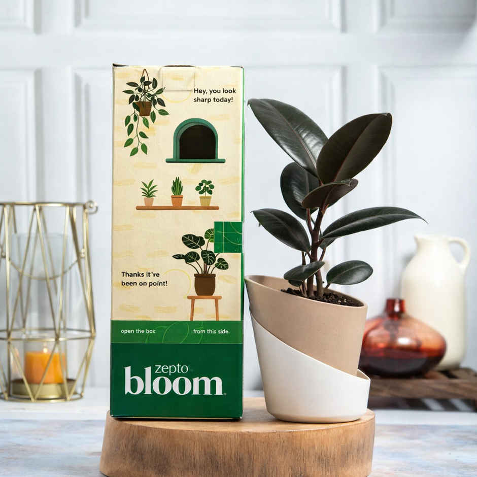 Bloom Rubber Plant