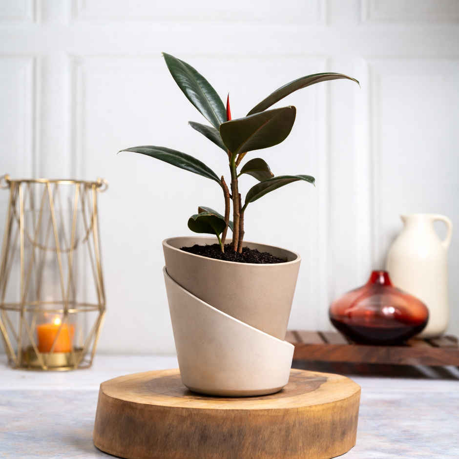 Bloom Rubber Plant | Gifting & Decor