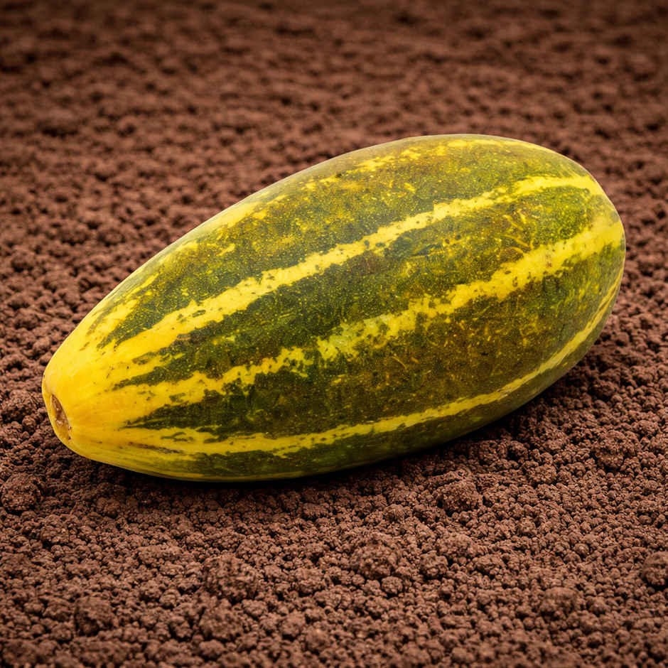 Organically Grown Sambhar Cucumber