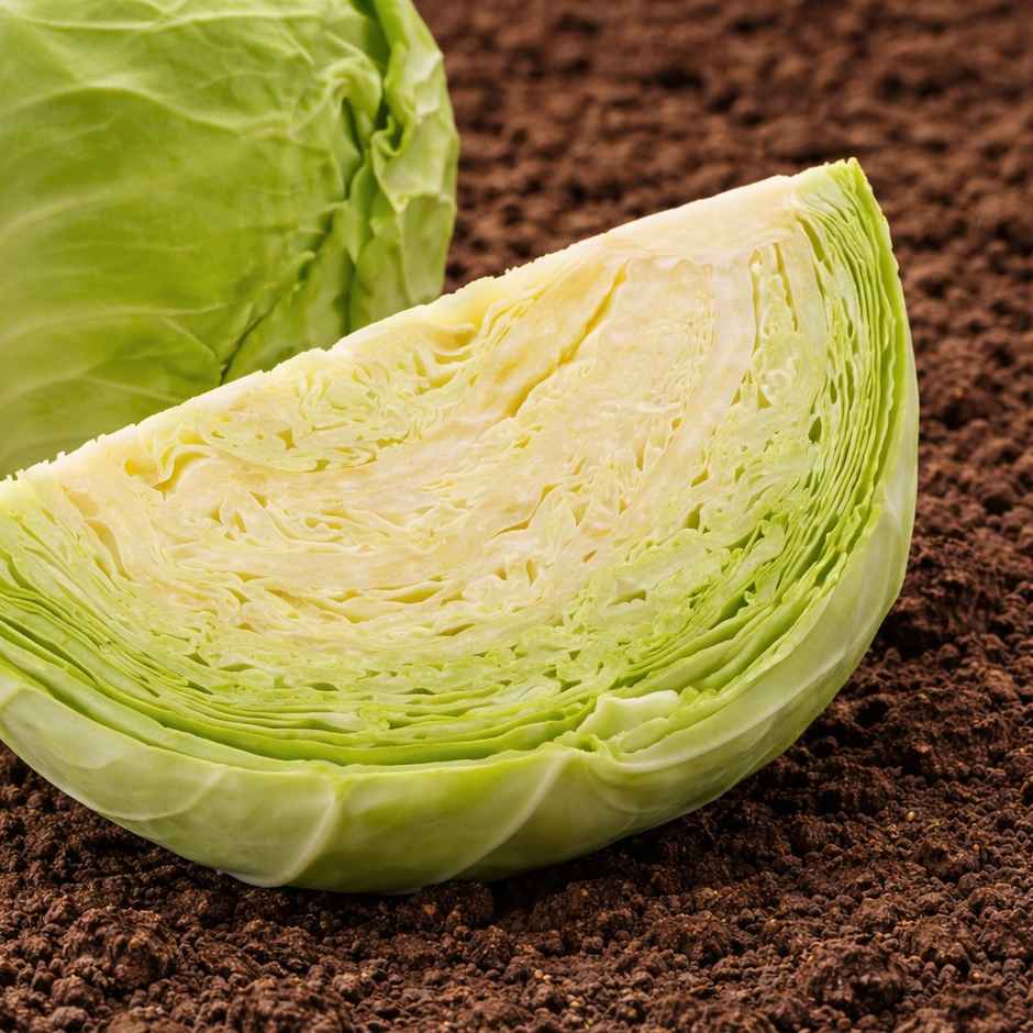 Organically Grown Cabbage