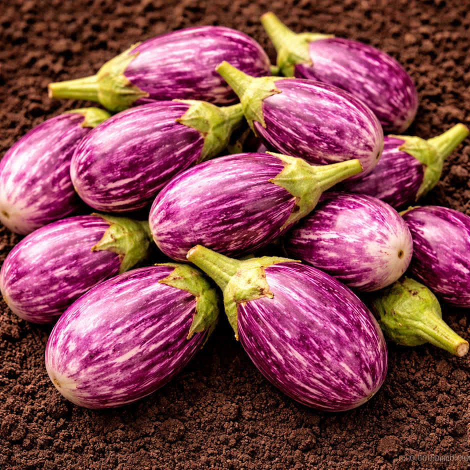 Organically Grown Brinjal Purple Small