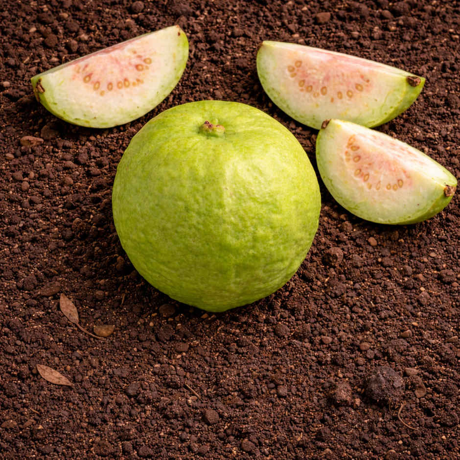 Organically Grown Guava Thai