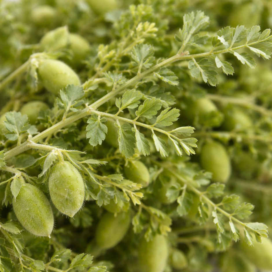 Chickpea Green (Hara Chana) - Holi Special