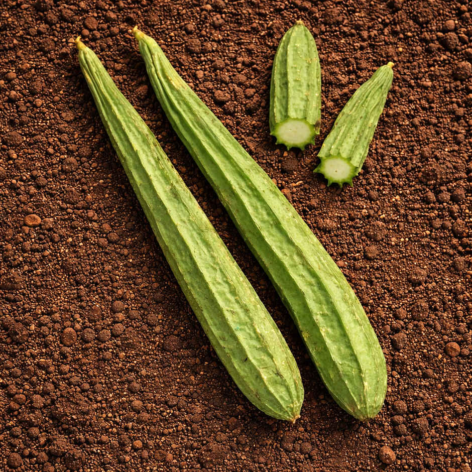 Organically Grown Ridge Gourd