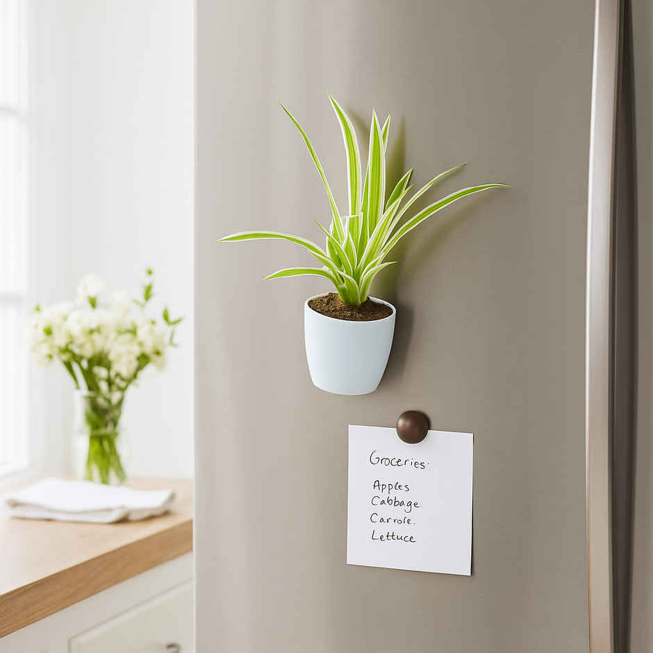 Bloom Baby Spider Plant in Magnetic Pot