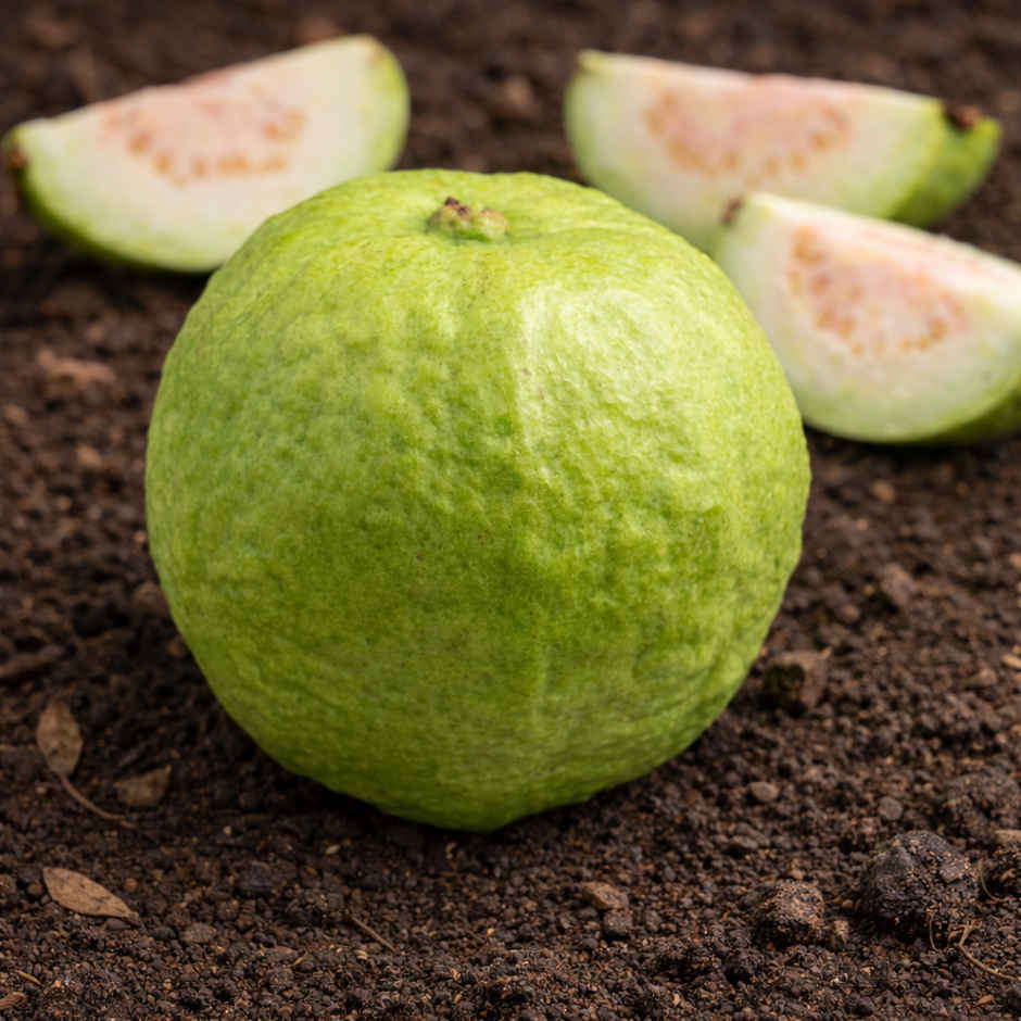 Organically Grown Guava Thai