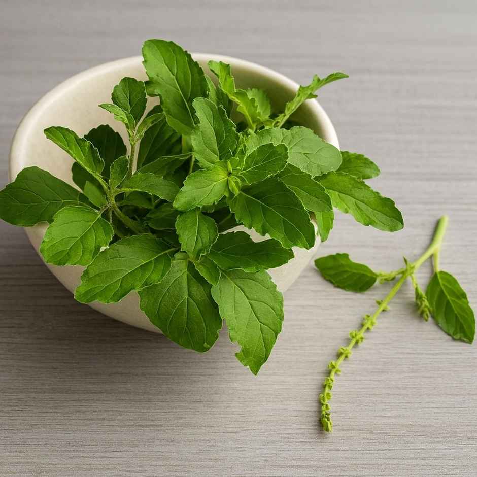 Tulsi Leaves