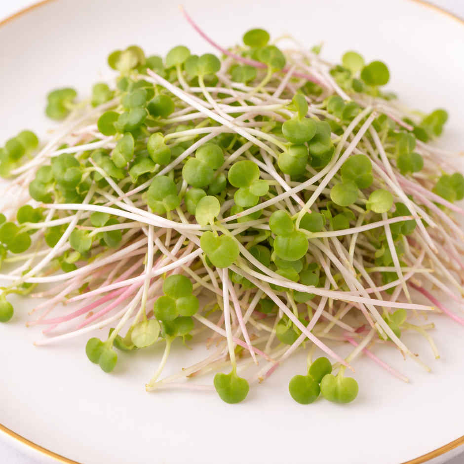 Radish Microgreens