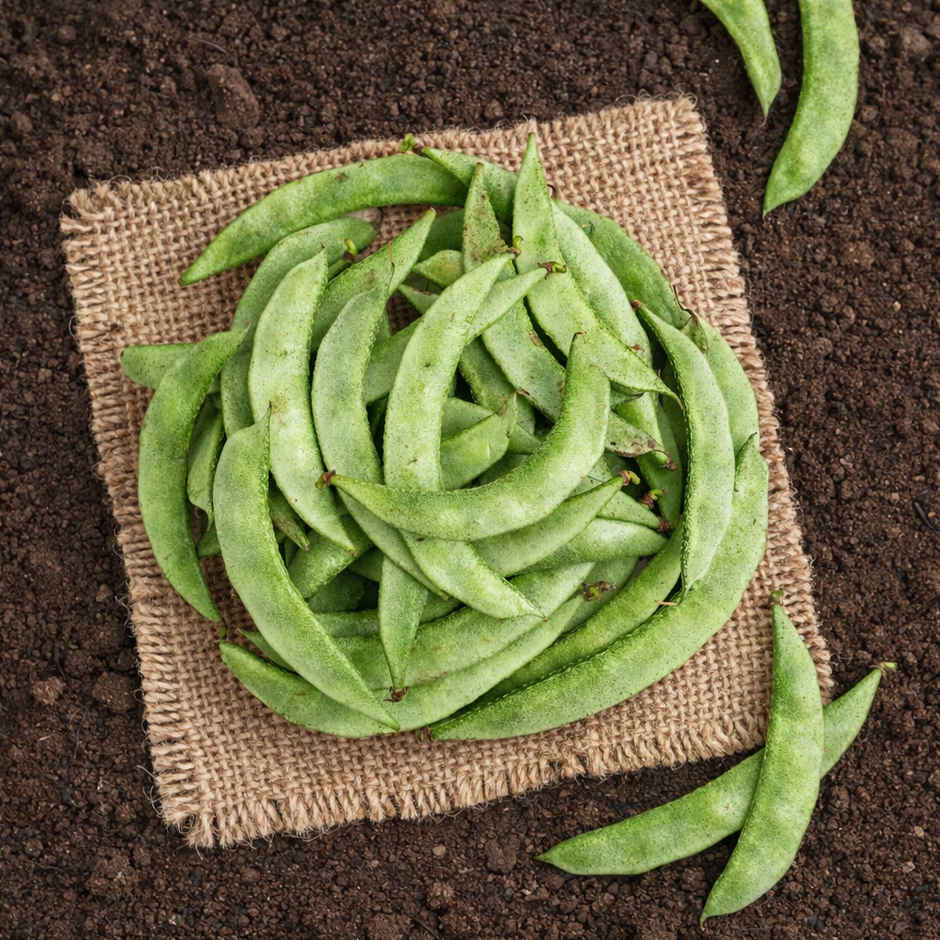 Organically Grown Beans Broad