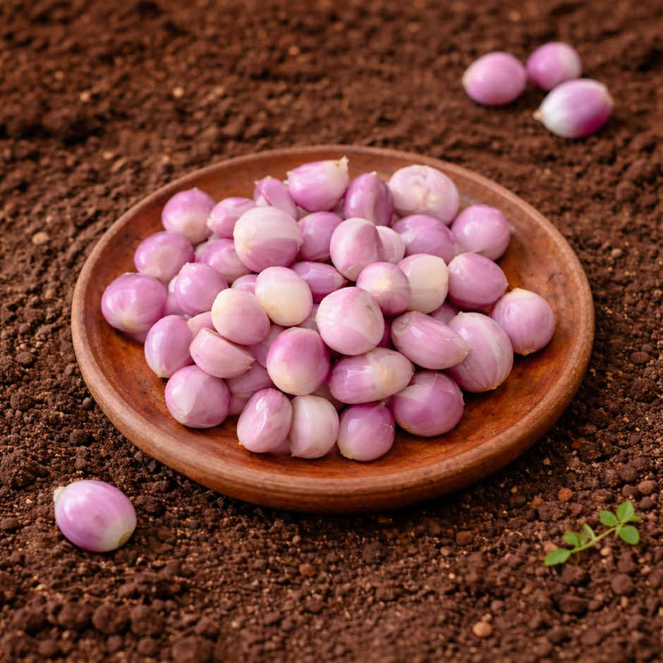 Organically Grown Sambhar Onion Peeled