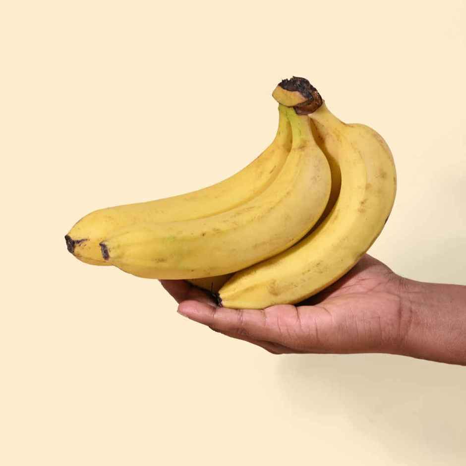 Bloom Banana Robusta
