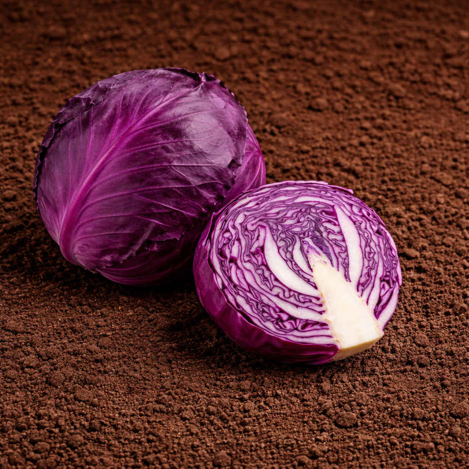 Organically Grown Red Cabbage