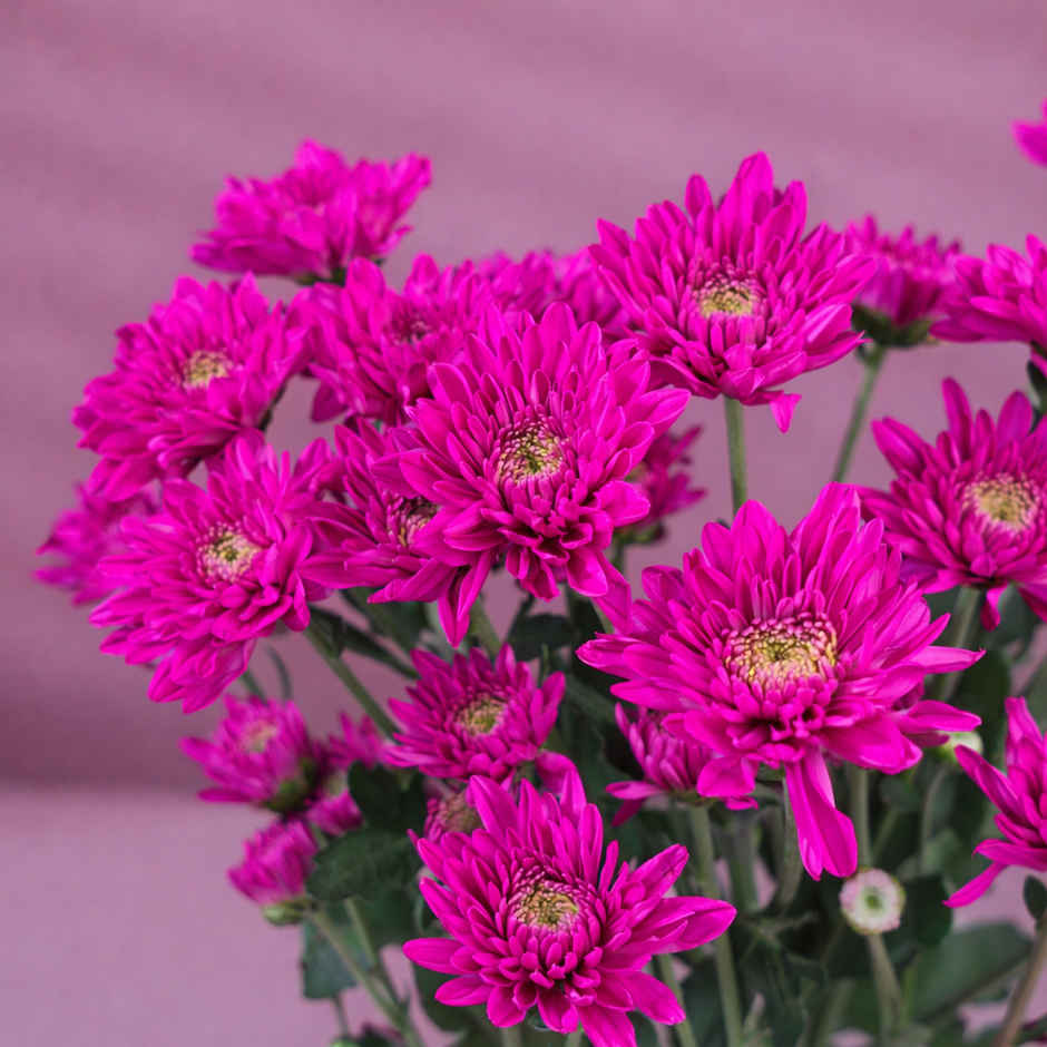 FlowerAura DIY Purple Daisy Twin Stems