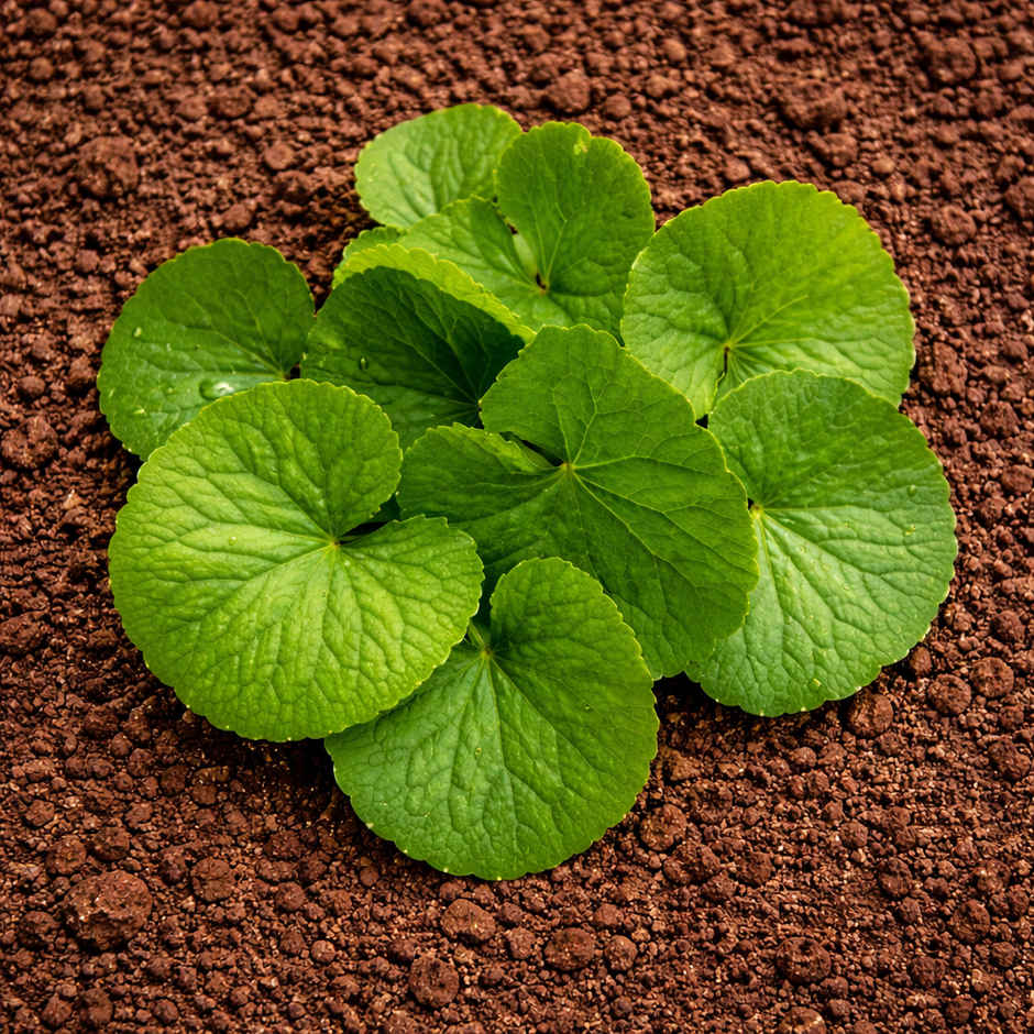 Organically Grown Brahmi Leaves (Ondelaga)