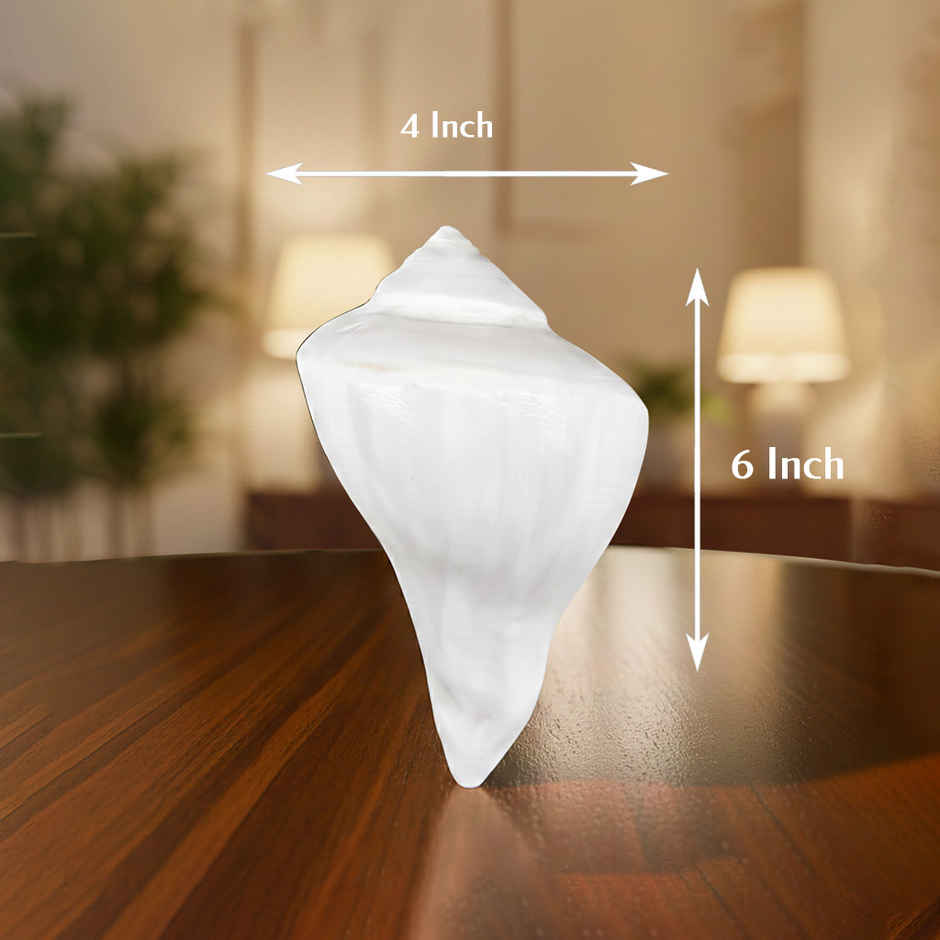 Natural Dakshinavarti Shank | Svasti