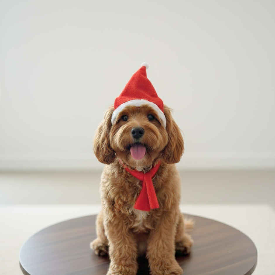 Pawgy Pets Dog Christmas Cap S