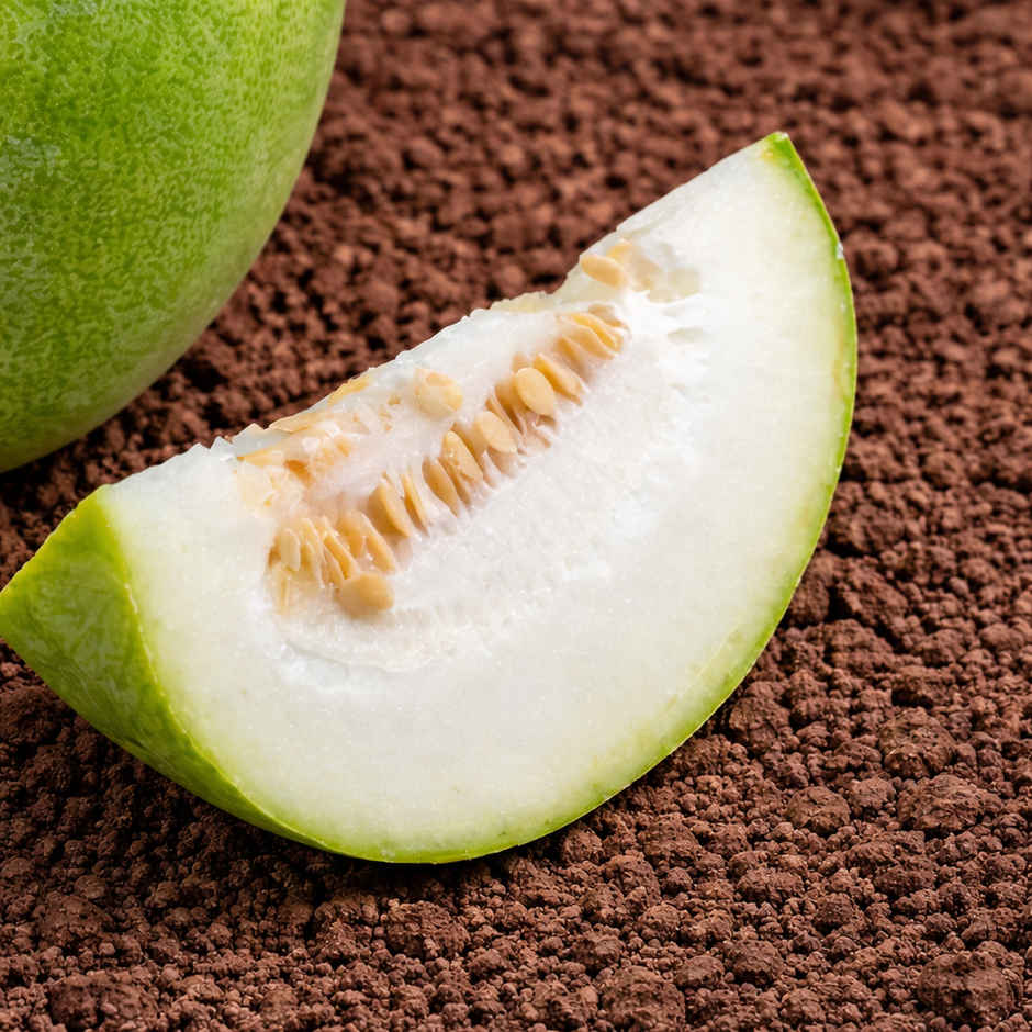 Organically Grown Ash Gourd