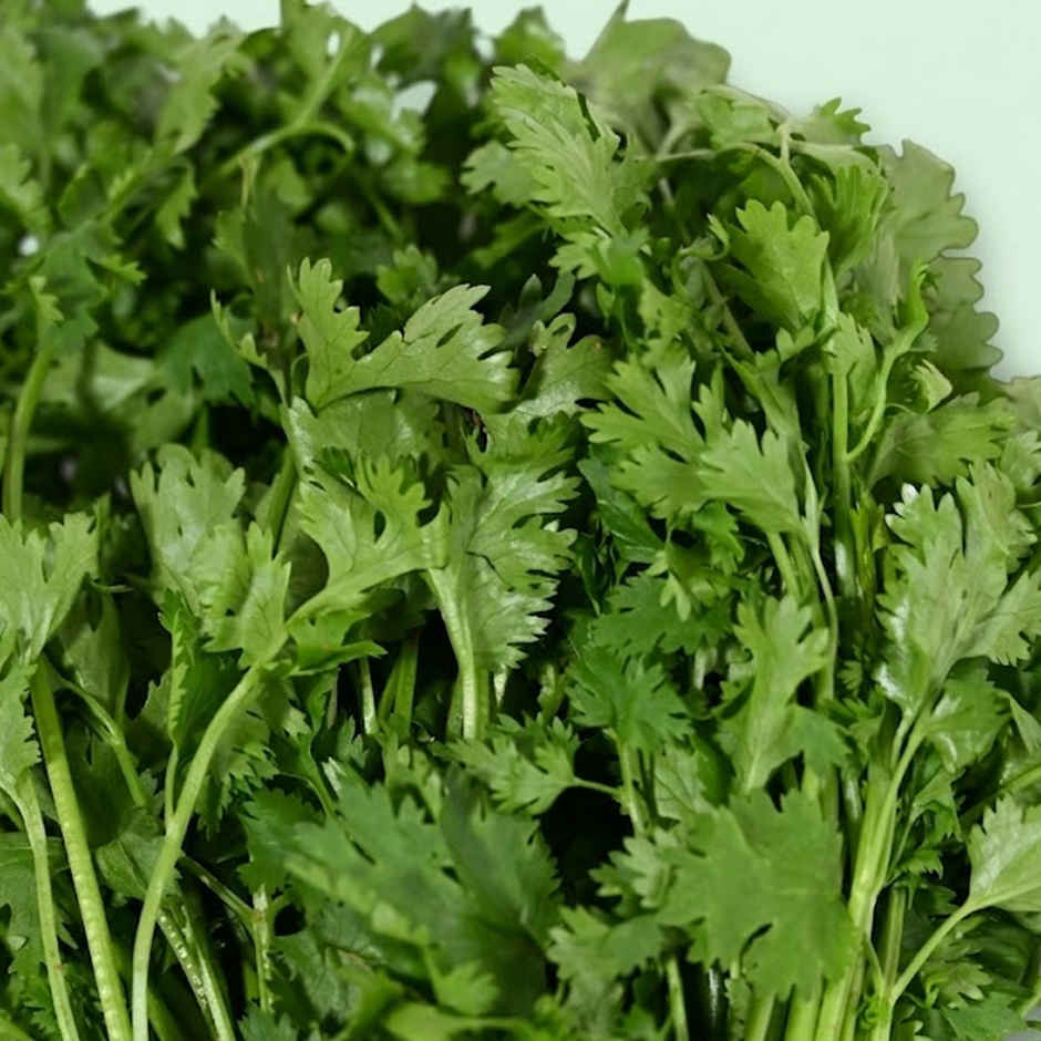 Bloom Coriander Leaves