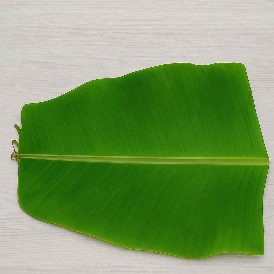 Banana Leaves