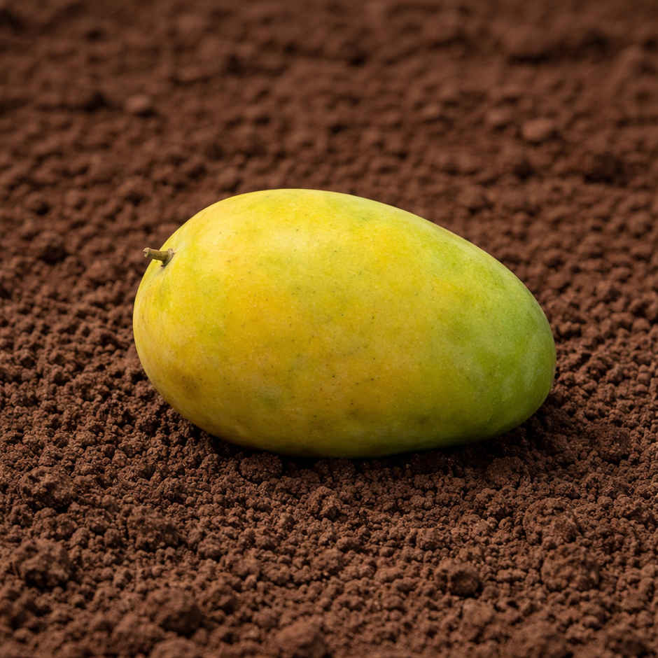 Organically Grown Mango Banganpalli