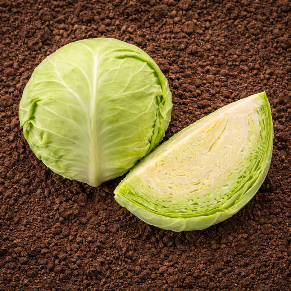 Organically Grown Cabbage