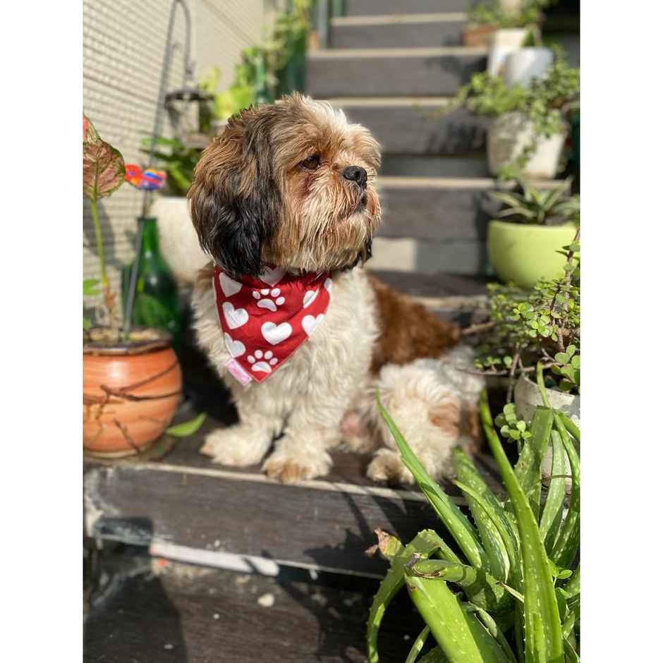 Pawgy Pets Reversible Birthday Bandana For Dogs And Cats | M