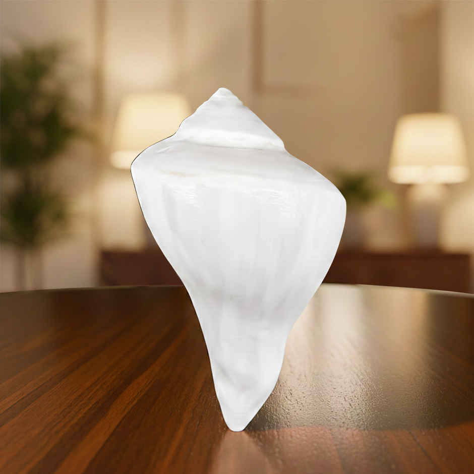 Natural Dakshinavarti Shank | Svasti