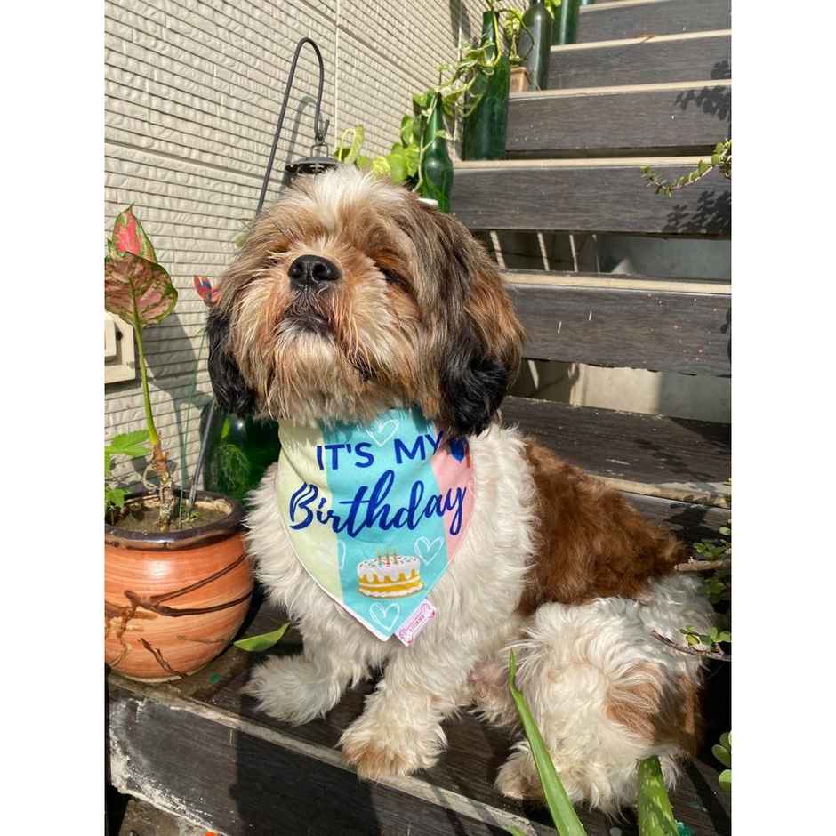 Pawgy Pets Reversible Birthday Bandana For Dogs And Cats | M