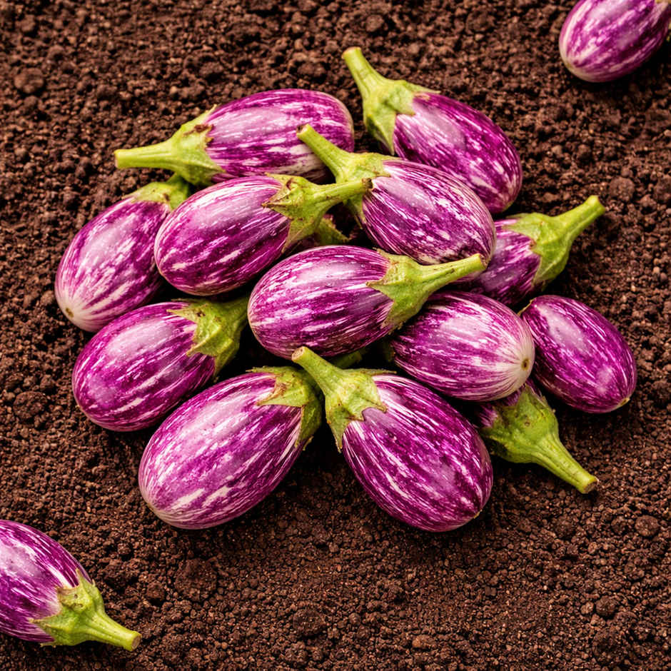 Organically Grown Brinjal Purple Small