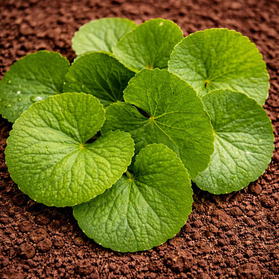 Organically Grown Brahmi Leaves (Ondelaga)