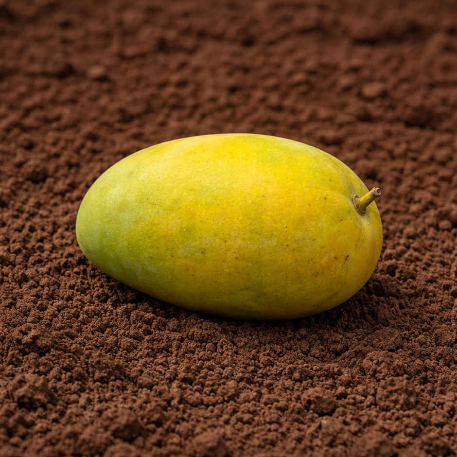 Organically Grown Mango Banganpalli