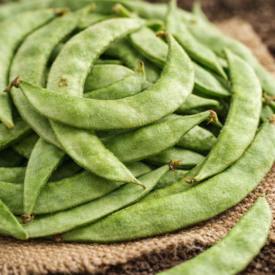 Organically Grown Beans Broad