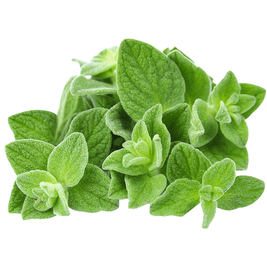 Oregano Fresh