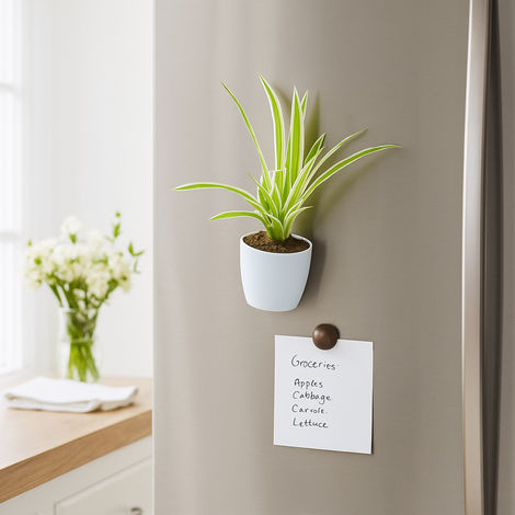 Bloom Baby Spider Plant in Magnetic Pot