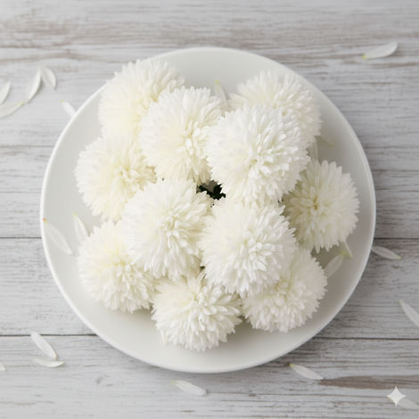 Chrysanthemum White
