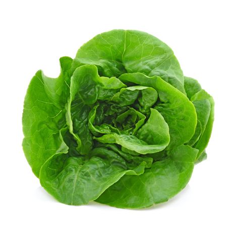 Hydroponic Butterhead Lettuce 