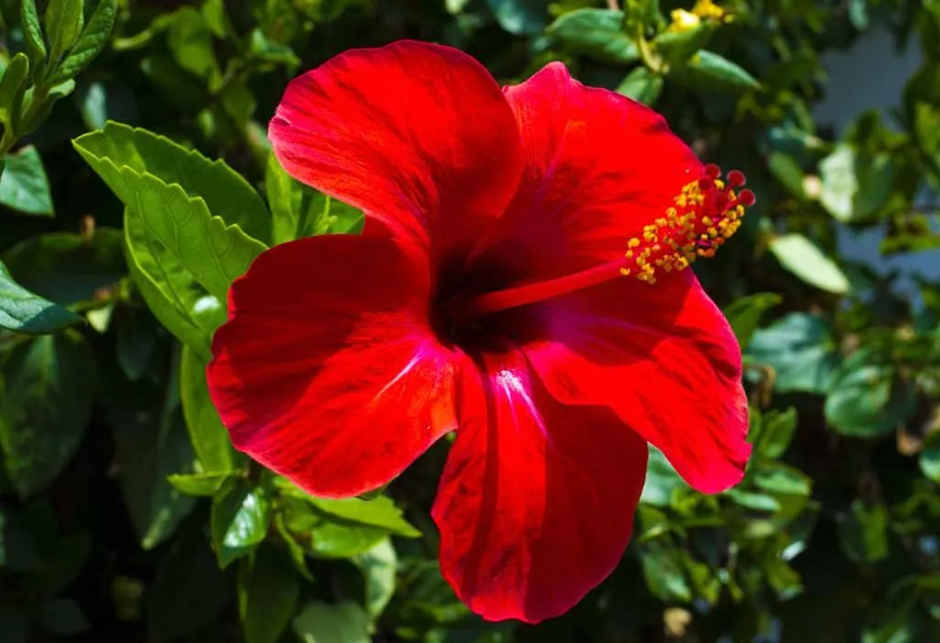Nishigandha Flower Red