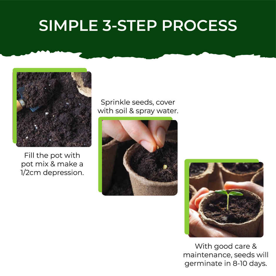 Pot And Bloom Lettuce Kit