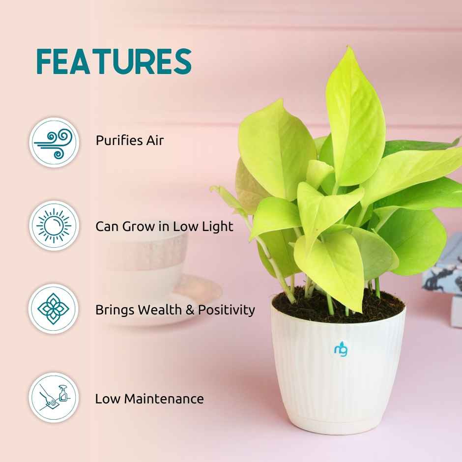 Nurturing Green - Combo of 3 Tabletop Live Plants for Home Décor