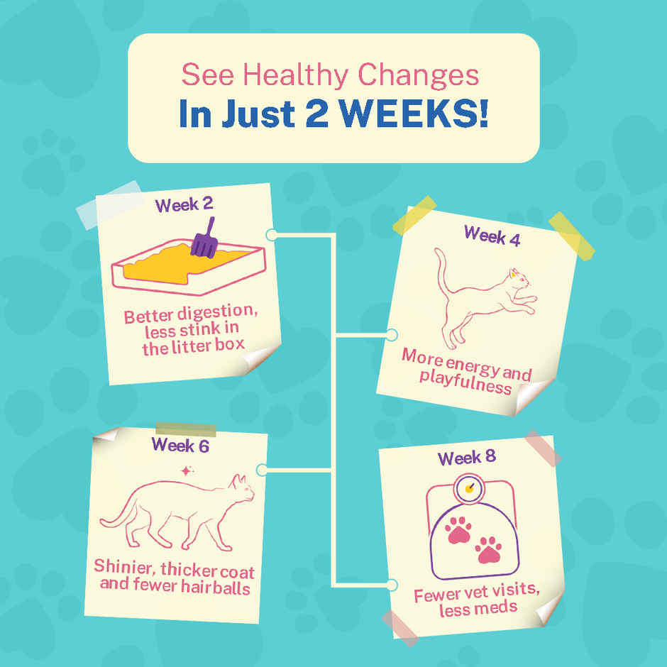 Smylo Kitten Tuna & Salmon Wet Cat Food, Fresh & Preservative-Free